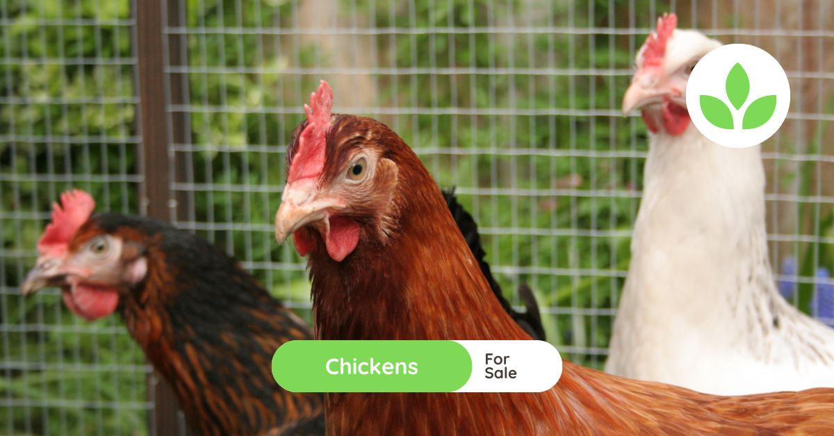 Chickens for Sale