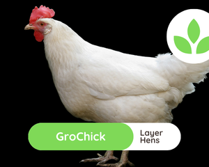 GroSpace - GroChick Hens