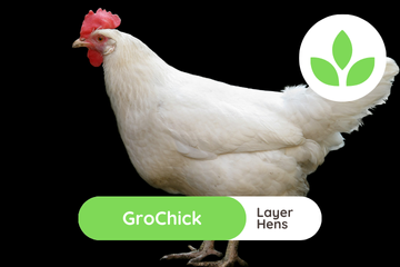 GroSpace - GroChick Hens