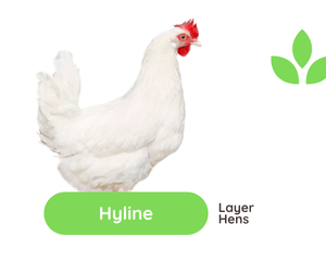 GroSpace - Hyline Hens