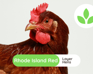 GroSpace - Rhode Island Red Hens (4)