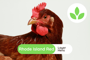 GroSpace - Rhode Island Red Hens (4)