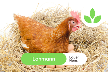 GroSpace - Lohmann Hens