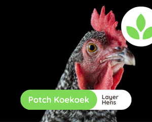 GroSpace - Potch Koekoek Hens