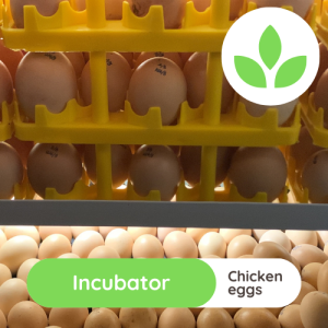 The Growing Space - Chicken egg incubator (2)