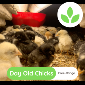 The Growing Space - Layer Chicks Free Range (10)