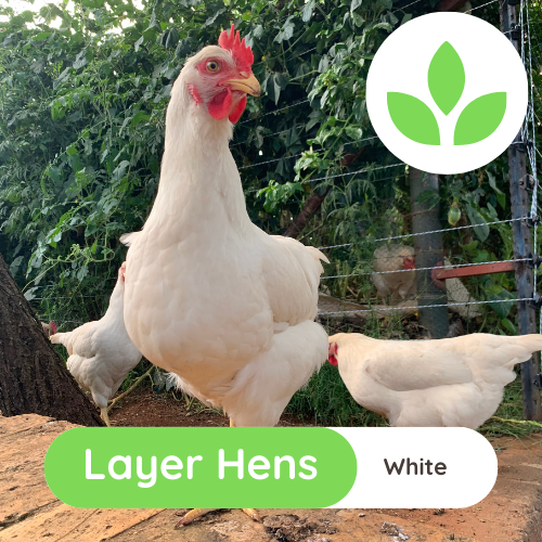 The Growing Space - Layer Hens (2)