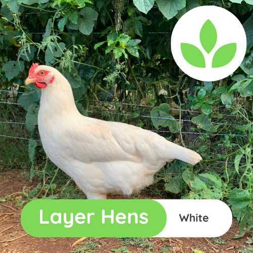 The Growing Space - Layer Hens (5)