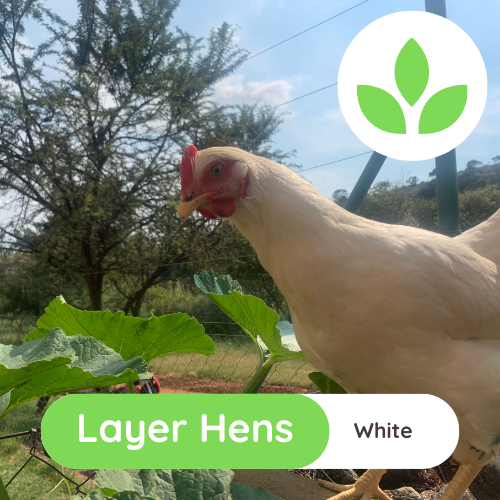 The Growing Space - Layer Hens (7)