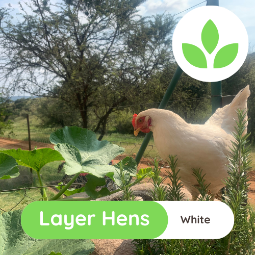 The Growing Space - Layer Hens (8)