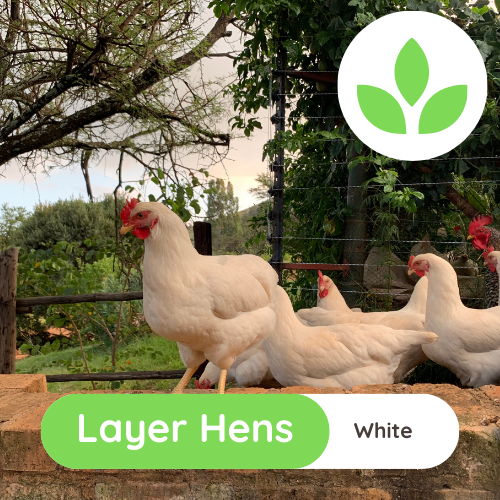 The Growing Space - Layer Hens (9)