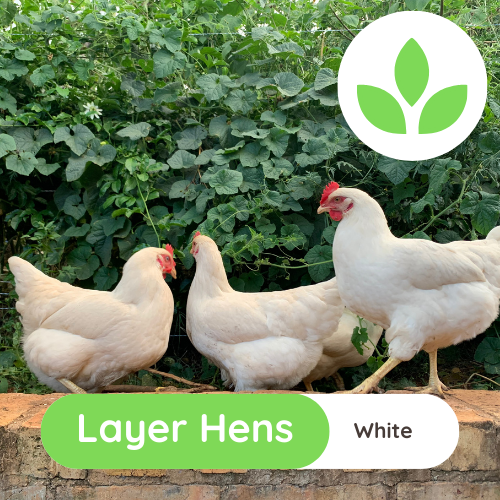 The Growing Space - Layer Hens