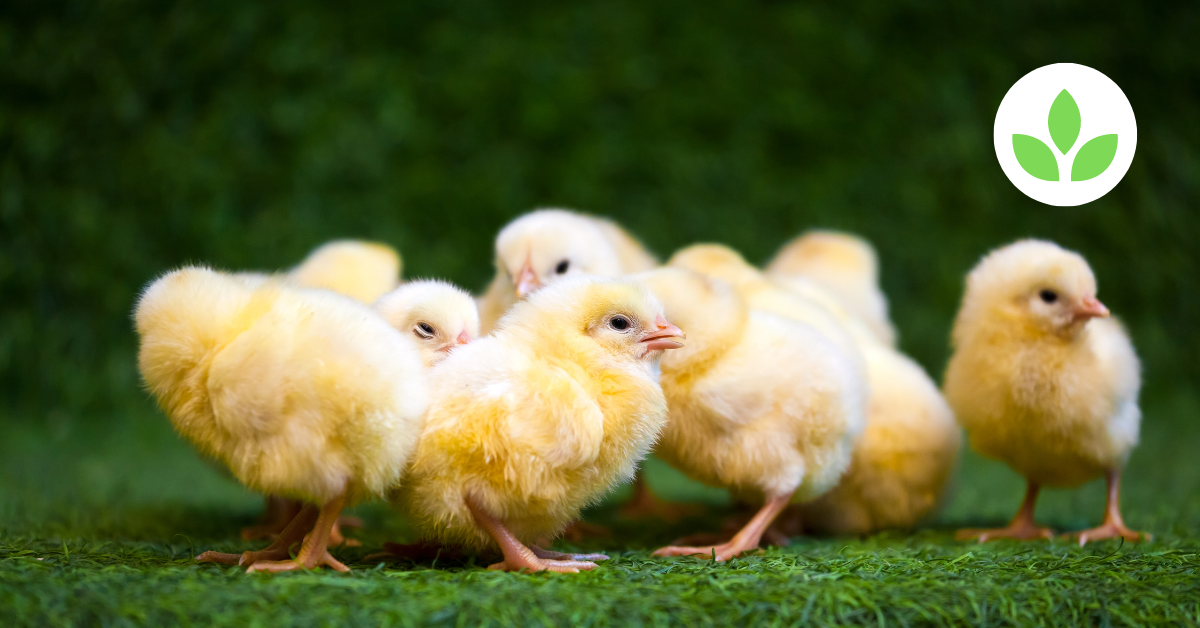 Egg Layer Day-Old Chicks: The Foundation of a Profitable Egg Production Business