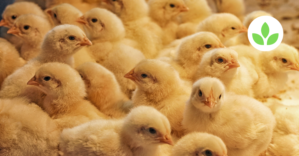 Lohmann Brown Layer Hens: The Ideal Choice for High-Quality Egg Production