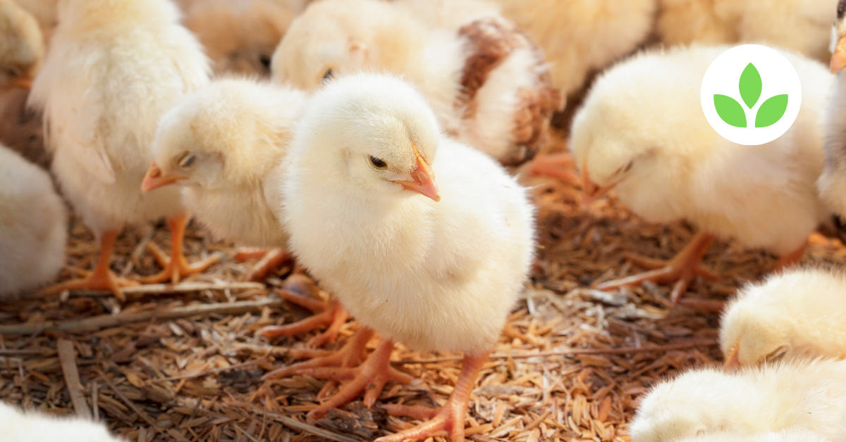 Broiler ROSS 308 Day-Old Chicks: A Profitable Opportunity for Farmers
