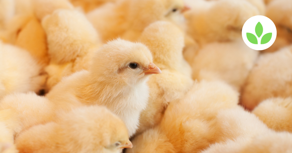 Featured image - Day old chicks ROSS 308 (3)