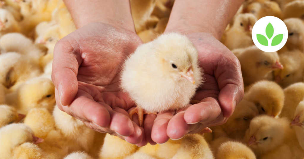 Featured image - Day old chicks ROSS 308 (5)