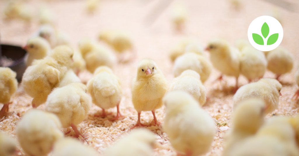 Featured image - Day old chicks ROSS 308 (6)