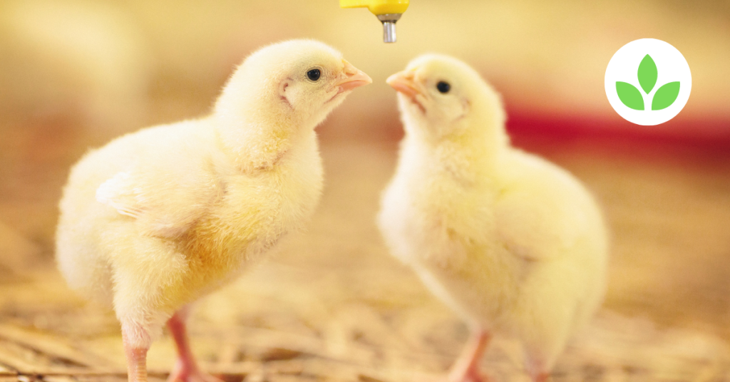 Featured image - Day old chicks ROSS 308 (7)