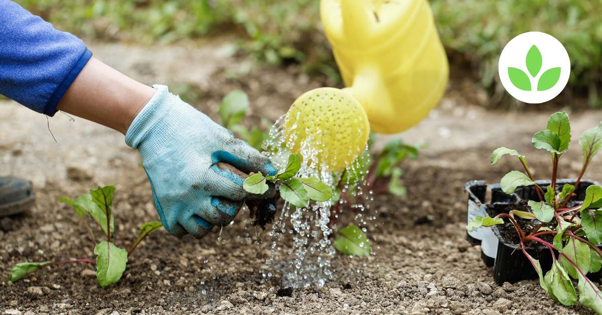 Sustainable Farming with GroFast: The Liquid Fertiliser Revolution