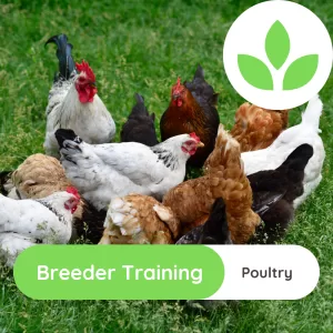 Breeder Training - Poultry