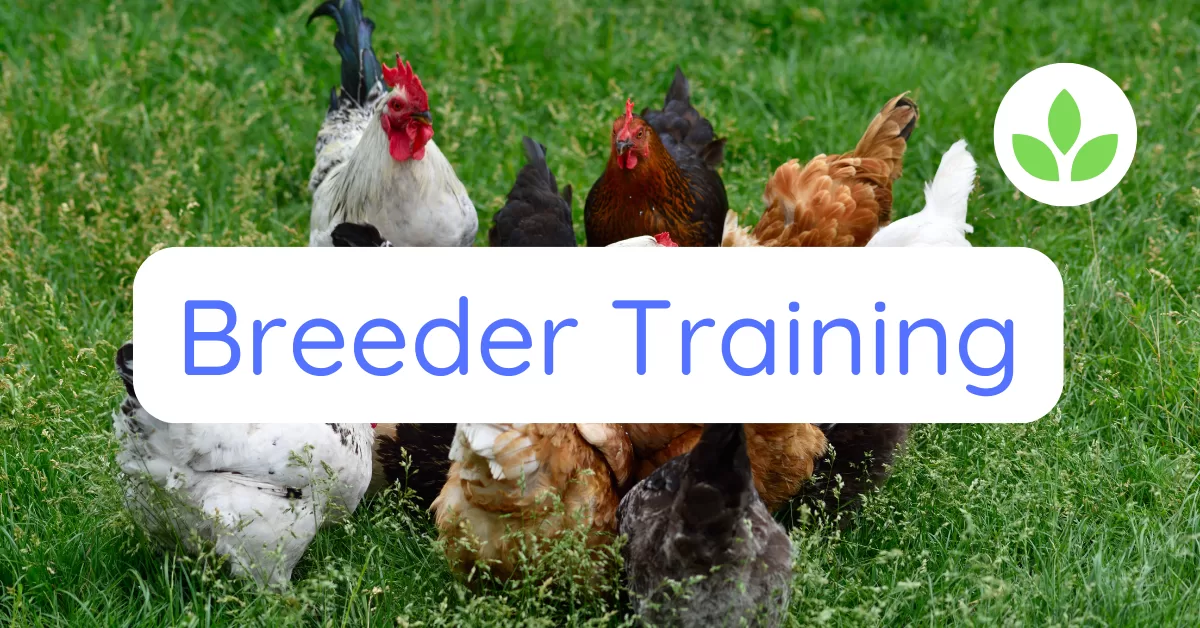 Featured image - GroChick - Breeder Training