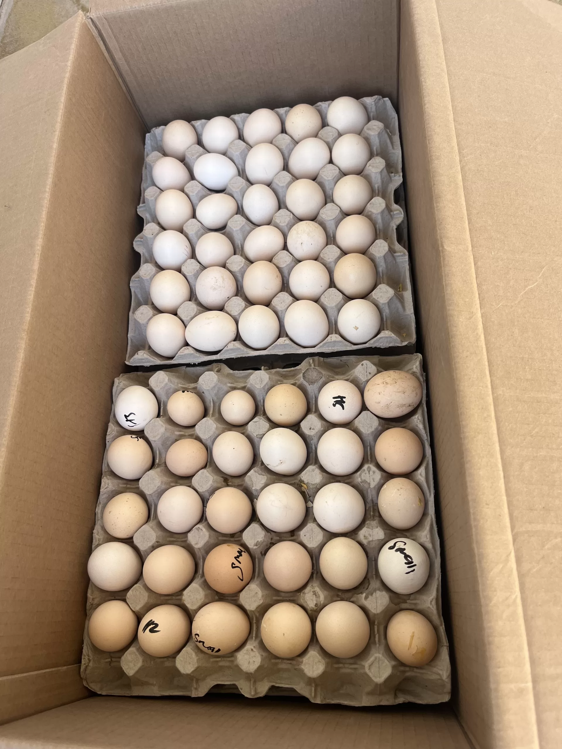 Fertile broiler eggs