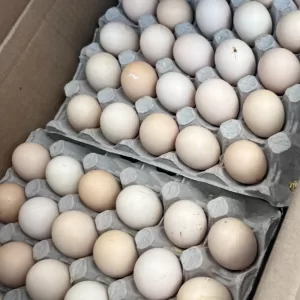 Fertile broiler eggs