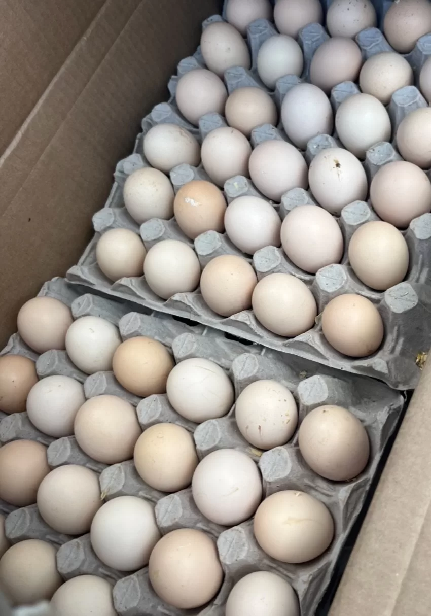 Fertile broiler eggs