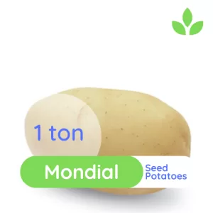 GroSpace - Mondial Seed Potato