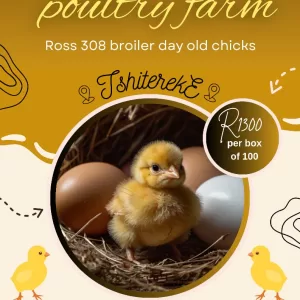 Ross 308 broiler chicks fully vaccinated