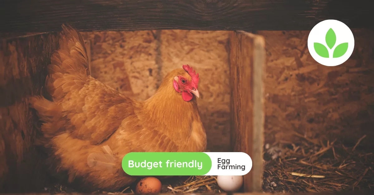Grospace - Egg layer chicken farming A case study for success with nominal working capital