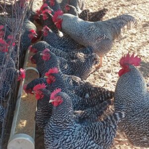 Fertile eggs Potch Koekoek