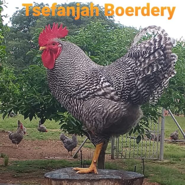 Tsefanjah Poultry