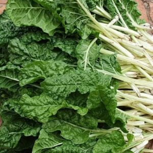 Swiss chard Spinach