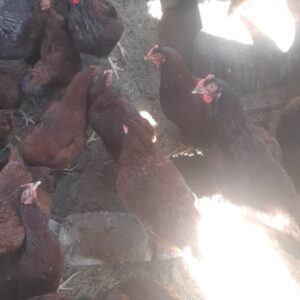 Rhode island red day old chicks