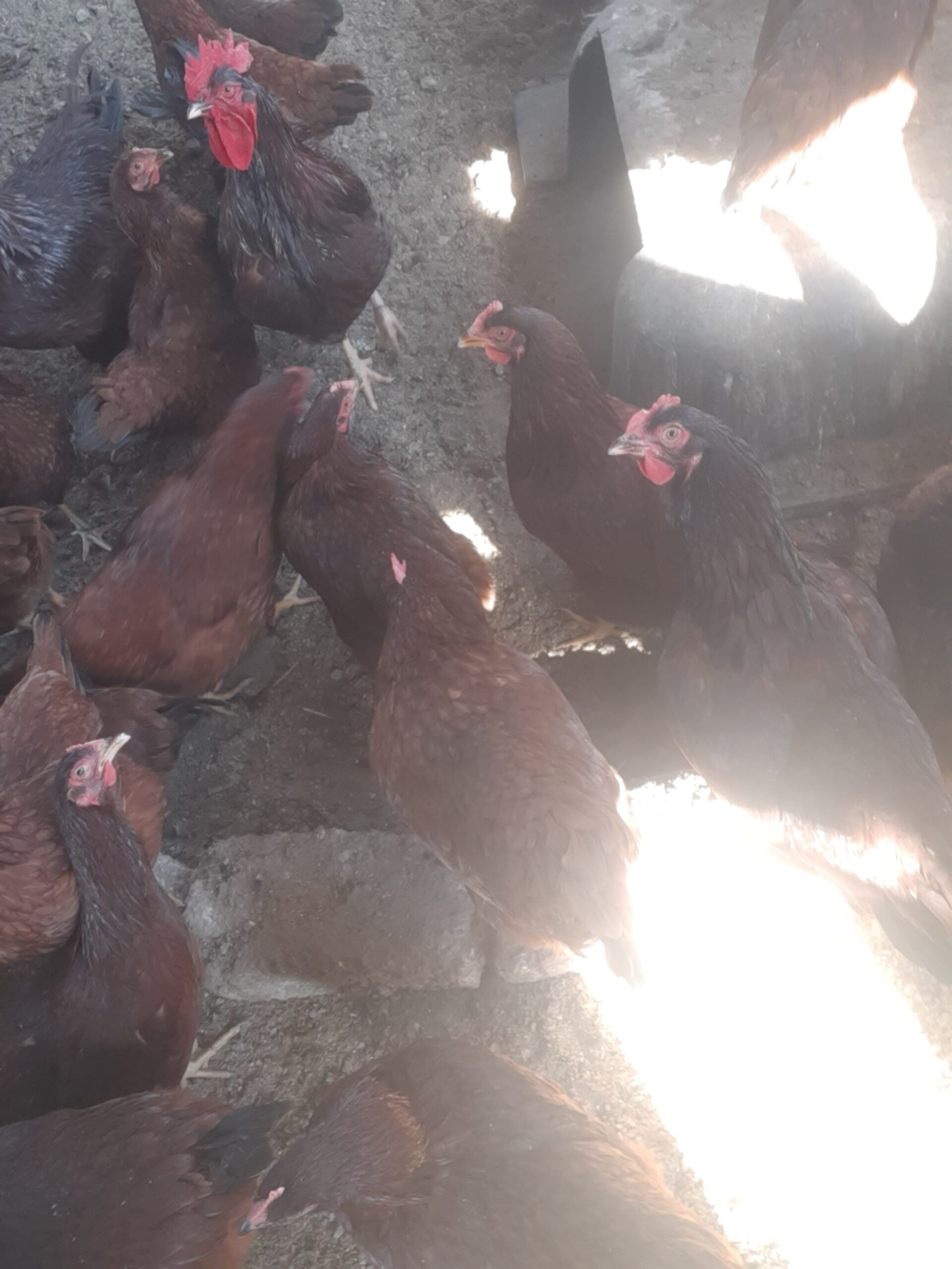 Rhode island red day old chicks