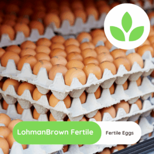 GroSpace - Lohman Brown fertile eggs