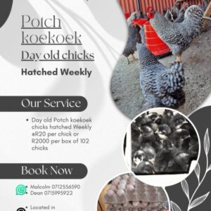 Potch koekoek day old chicks