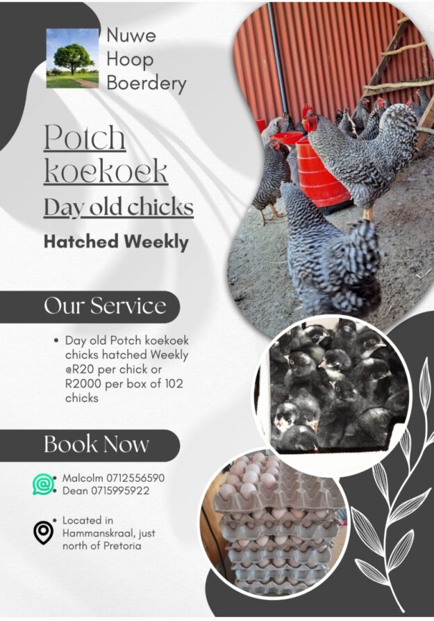 Potch koekoek day old chicks
